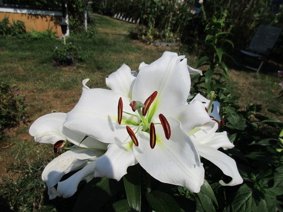 Trädlilja 
Syns det hur stora blommorna verkligen är?!                               