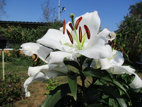 Trädlilja 
Syns det hur stora blommorna verkligen är?!                               