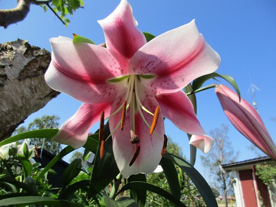 Trädlilja  
Min andra Trädlilja har sina blommor riktade nedåt. Man får lägga sig på rygg med kameran!  
2019-07-28 Trädlilja_0067  
Granudden  
Färjestaden  
Öland