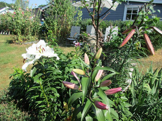 Trädliljor  
Det kommer snart att bli ännu flera Trädliljor i blom här!  
2019-07-28 Trädliljor_0065  
Granudden  
Färjestaden  
Öland