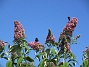 Man kan förstå varför den också kallas Fjärilsbuske!                                (2019-07-28 Buddleja_0120)