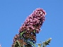 Buddleja