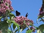 Buddleja  
Man kan förstå varför den också kallas Fjärilsbuske!                                 
2019-07-28 Buddleja_0122