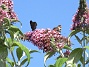 Buddleja  
Man kan förstå varför den också kallas Fjärilsbuske!                                 
2019-07-28 Buddleja_0123