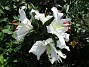 Den första vita Trädliljan har fått flera stora blommor!                                (2019-07-28 Trädlilja_0044)
