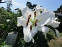 Den första vita Trädliljan har fått flera stora blommor!                                (2019-07-28 Trädlilja_0047)