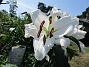 Trädlilja  
Den första vita Trädliljan har fått flera stora blommor!                                 
2019-07-28 Trädlilja_0047