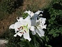 Många stora vita blommor på denna Trädliljan.                                (2019-07-28 Trädlilja_0109)