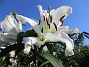 Trädlilja  
Många stora vita blommor på denna Trädliljan. Fint med blå himmel bakom!                                 
2019-07-28 Trädlilja_0118