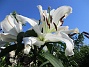 Många stora vita blommor på denna Trädliljan. Fint med blå himmel bakom!                                (2019-07-28 Trädlilja_0118)