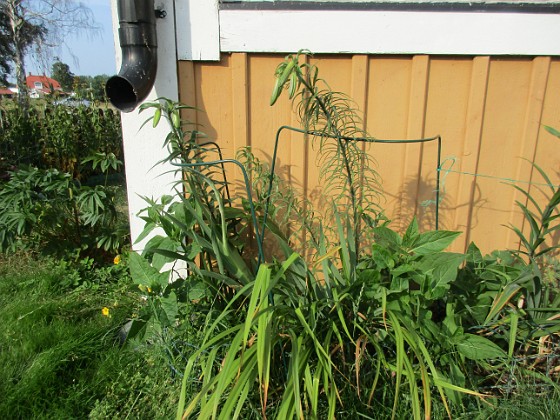 Vinkeln  
Jag blev faktiskt tvungen att fixa lite stöd till Trädliljorna här. Det har blåst en hel del idag, samt att de av någon anledning lutar sig framåt.                                 
2019-07-29 IMG_0108  
Granudden  
Färjestaden  
Öland