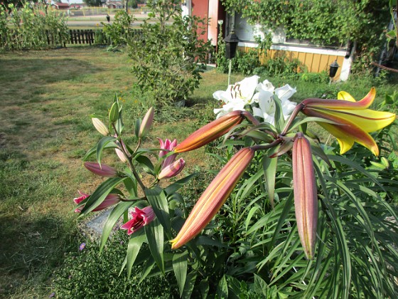 Denna gula Trädlilja är jättefin, me svår att fotografera. Den har precis slagit ut och egentligen hade jag velat vänta tills i morgon, bara det att det skall regna hela dagen                                 
2019-07-29 IMG_0115  
Granudden  
Färjestaden  
Öland