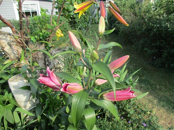 Här är en Trädlilja som inte riktigt vill slå ut idag.                                 
2019-07-29 IMG_0149  
Granudden  
Färjestaden  
Öland