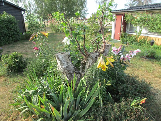 IMG_0154 
Jag har klippt bort det mesta utav björken så att mina Trädliljor kan växa fritt. Det kommer att bli jättefint när alla slagit ut!