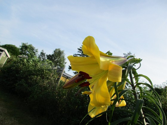 Trädlilja { Denna gula Trädlilja är jättefin, me svår att fotografera. Den har precis slagit ut och egentligen hade jag velat vänta tills i morgon, bara det att det skall regna hela dagen                                } 