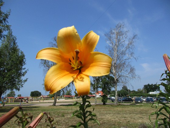 Trumpetlilja  
African Queen. Jag kan inte få nog av denna skönhet!                                                                
2019-07-29 Trumpetlilja_0061  
Granudden  
Färjestaden  
Öland