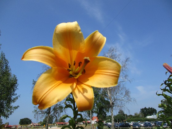 Trumpetlilja  
African Queen. Jag kan inte få nog av denna skönhet!                                                                
2019-07-29 Trumpetlilja_0062  
Granudden  
Färjestaden  
Öland