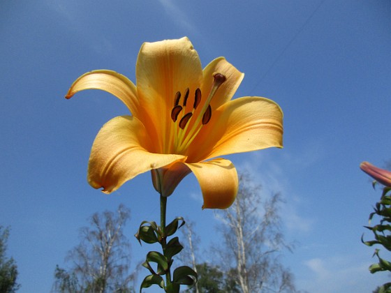 Trumpetlilja { African Queen. Jag kan inte få nog av denna skönhet!                                                               } 