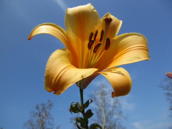 Trumpetlilja { African Queen. Jag kan inte få nog av denna skönhet!                                                               } 