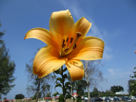 Trumpetlilja  
African Queen. Jag kan inte få nog av denna skönhet!                                                                
2019-07-29 Trumpetlilja_0069  
Granudden  
Färjestaden  
Öland