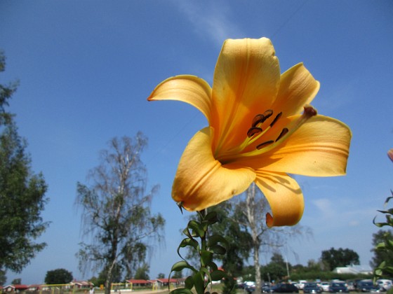 Trumpetlilja  
African Queen. Jag kan inte få nog av denna skönhet!                                                                
2019-07-29 Trumpetlilja_0070  
Granudden  
Färjestaden  
Öland