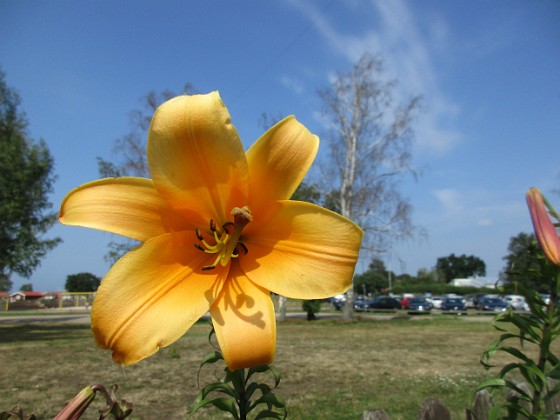 Trumpetlilja  
African Queen. Jag kan inte få nog av denna skönhet!                                                                
2019-07-29 Trumpetlilja_0074  
Granudden  
Färjestaden  
Öland