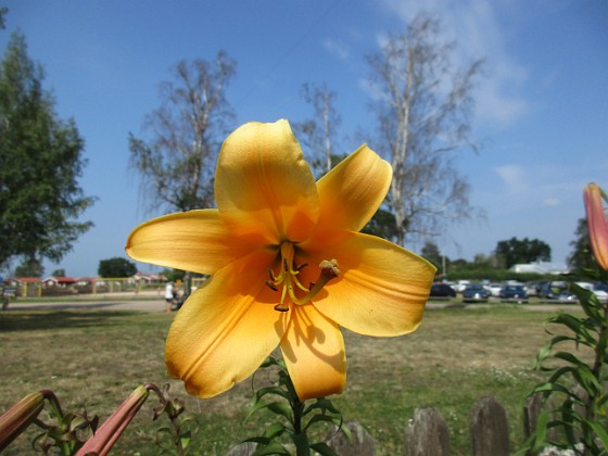 Trumpetlilja  
African Queen. Jag kan inte få nog av denna skönhet!                                                                
2019-07-29 Trumpetlilja_0075  
Granudden  
Färjestaden  
Öland