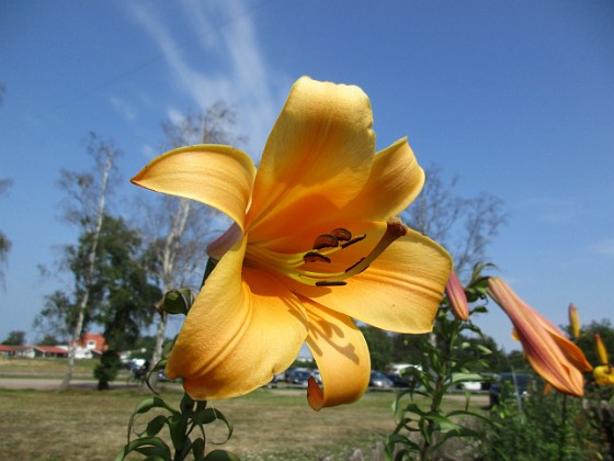 Trumpetlilja  
African Queen. Jag kan inte få nog av denna skönhet!                                                                
2019-07-29 Trumpetlilja_0078  
Granudden  
Färjestaden  
Öland