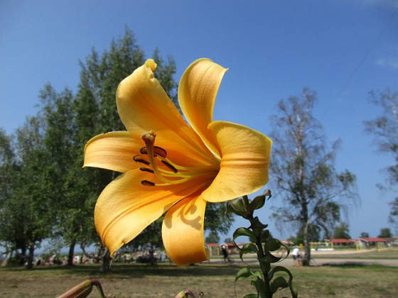 Trumpetlilja  
African Queen. Jag kan inte få nog av denna skönhet!                                                                
2019-07-29 Trumpetlilja_0080  
Granudden  
Färjestaden  
Öland