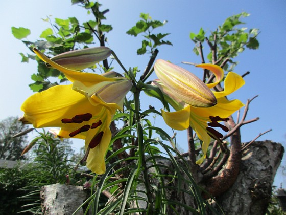 Svårfotograferad gul Trädlilja, som inte riktigt slagit ut ännu.                                                                
2019-07-29 Trädlilja_0089  
Granudden  
Färjestaden  
Öland