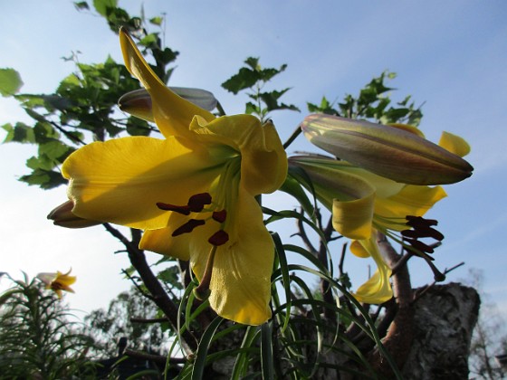 Denna gula Trädlilja är jättefin, me svår att fotografera. Den har precis slagit ut och egentligen hade jag velat vänta tills i morgon, bara det att det skall regna hela dagen                                 
2019-07-29 Trädlilja_0128  
Granudden  
Färjestaden  
Öland