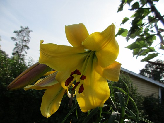 Trädlilja  
Denna gula Trädlilja är jättefin, me svår att fotografera. Den har precis slagit ut och egentligen hade jag velat vänta tills i morgon, bara det att det skall regna hela dagen                                 
2019-07-29 Trädlilja_0131  
Granudden  
Färjestaden  
Öland