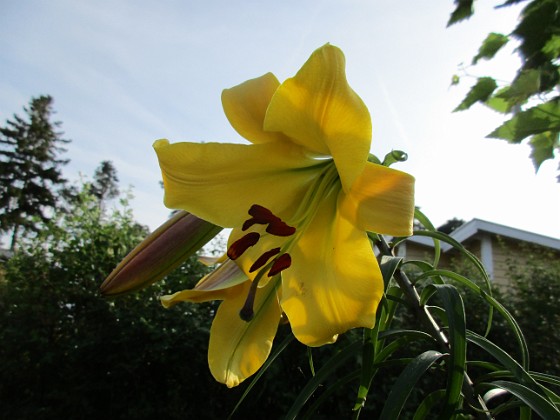 Trädlilja  
Denna gula Trädlilja är jättefin, me svår att fotografera. Den har precis slagit ut och egentligen hade jag velat vänta tills i morgon, bara det att det skall regna hela dagen                                 
2019-07-29 Trädlilja_0133  
Granudden  
Färjestaden  
Öland