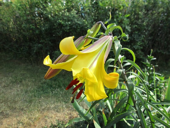 Trädlilja  
Denna gula Trädlilja är jättefin, me svår att fotografera. Den har precis slagit ut och egentligen hade jag velat vänta tills i morgon, bara det att det skall regna hela dagen                                 
2019-07-29 Trädlilja_0135  
Granudden  
Färjestaden  
Öland