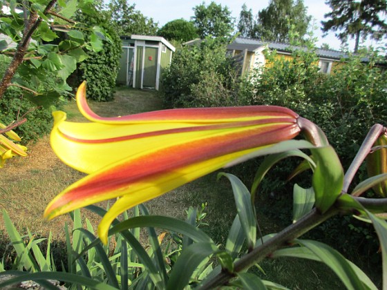 Trädlilja  
Denna gula Trädlilja är jättefin, me svår att fotografera. Den har precis slagit ut och egentligen hade jag velat vänta tills i morgon, bara det att det skall regna hela dagen                                 
2019-07-29 Trädlilja_0147  
Granudden  
Färjestaden  
Öland