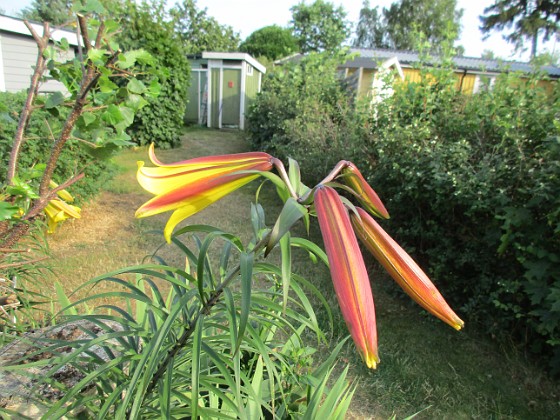 Trädlilja  
Denna gula Trädlilja är jättefin, me svår att fotografera. Den har precis slagit ut och egentligen hade jag velat vänta tills i morgon, bara det att det skall regna hela dagen                                 
2019-07-29 Trädlilja_0148  
Granudden  
Färjestaden  
Öland