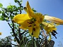 Svårfotograferad gul Trädlilja, som inte riktigt slagit ut ännu.                                                               (2019-07-29 Trädlilja_0090)