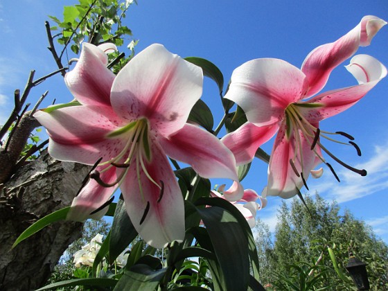 Trädlilja  
                                 
2019-07-31 Trädlilja_0003  
Granudden  
Färjestaden  
Öland