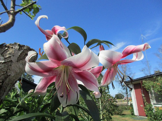 Trädlilja  
                                 
2019-07-31 Trädlilja_0007  
Granudden  
Färjestaden  
Öland