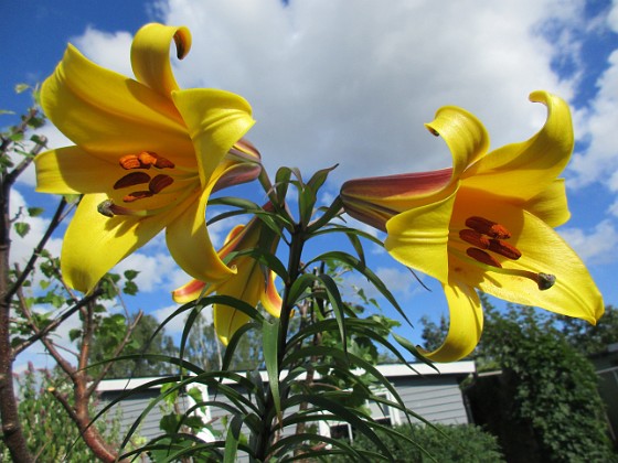 Trädlilja  
                                 
2019-07-31 Trädlilja_0062  
Granudden  
Färjestaden  
Öland