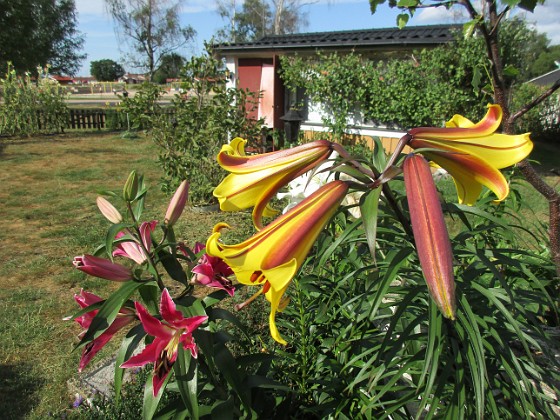 Trädlilja  
                                 
2019-07-31 Trädlilja_0063  
Granudden  
Färjestaden  
Öland