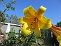 Lilja  
                                 
2019-08-02 Lilja_79
