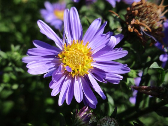 Aster { Early Blue                                } 