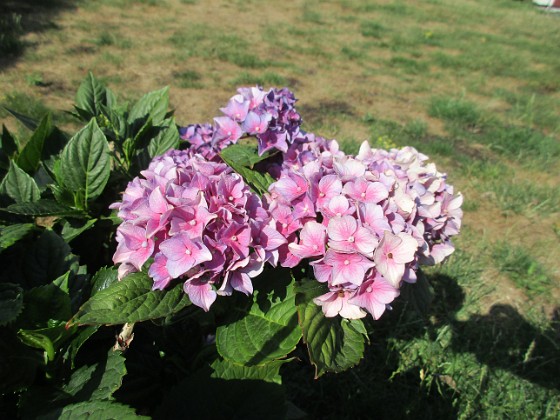 Hortensia  
                                 
2019-08-19 Hortensia_0023c  
Granudden  
Färjestaden  
Öland