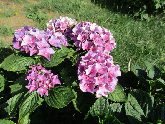 Hortensia 
                               