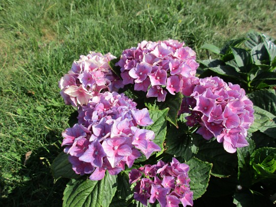 Hortensia  
                                 
2019-08-19 Hortensia_0025c  
Granudden  
Färjestaden  
Öland