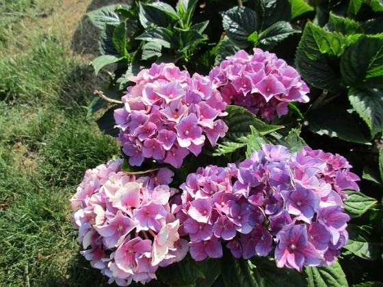 Hortensia