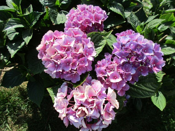 Hortensia  
                                 
2019-08-19 Hortensia_0027c  
Granudden  
Färjestaden  
Öland