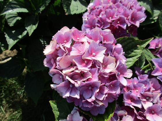 Hortensia 
                               