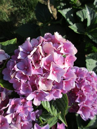 Hortensia 
                               